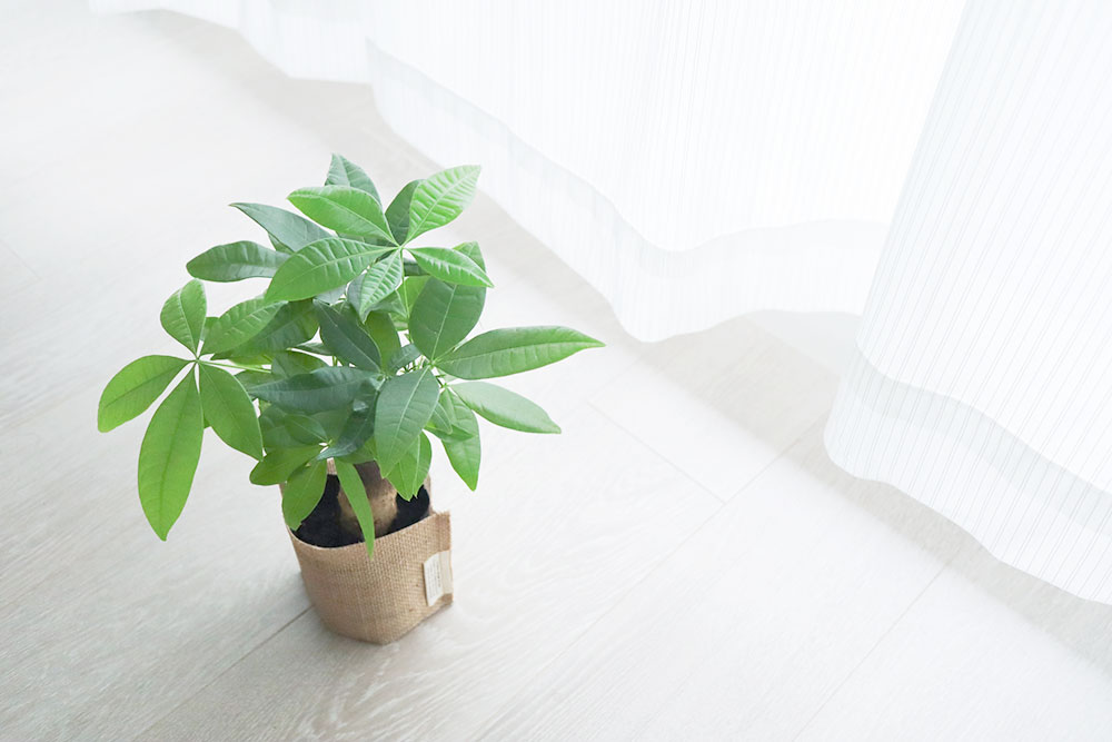 たいせつの募集要項を確認する